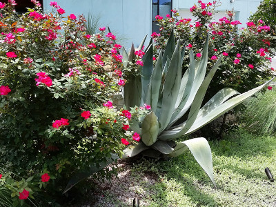 Evergreen Shrubs