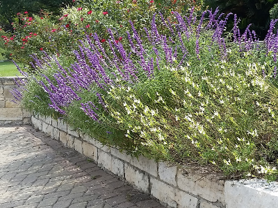 Perennial Flowers