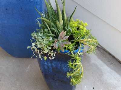 Succulents