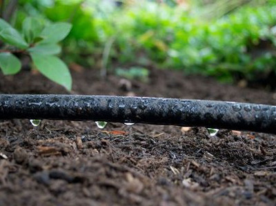 Drip Irrigation