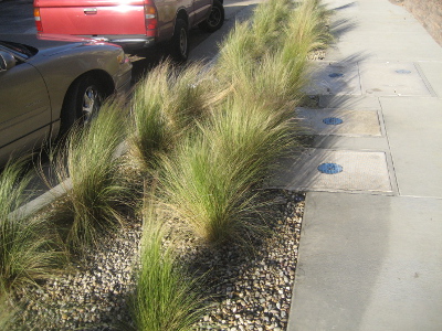 Grasses