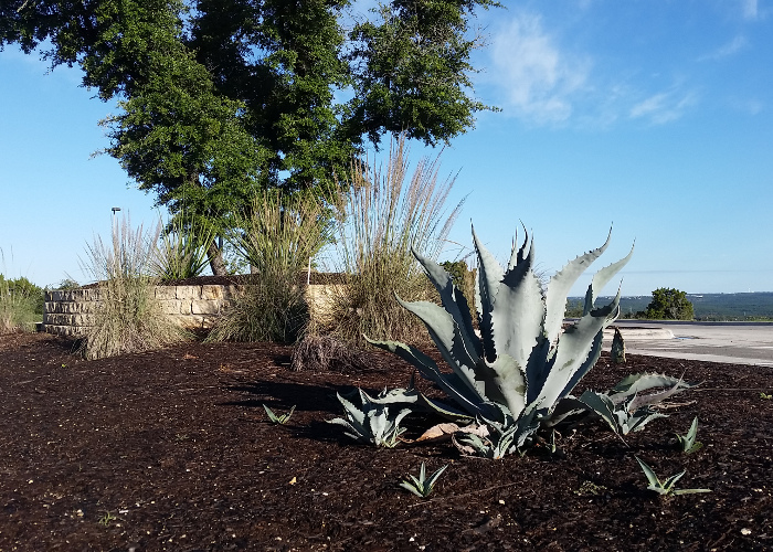 commercial parking lot island Xeriscape