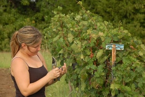 Amber Moon Operations Director bear creek vineyard
