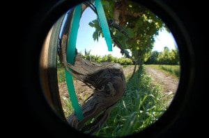 old grpe vine bear creek vineyards