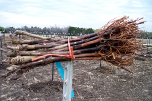  root stock for grape vines bear creek vineyards