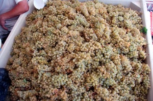  huge container of harvested grapes bear creek vineyards